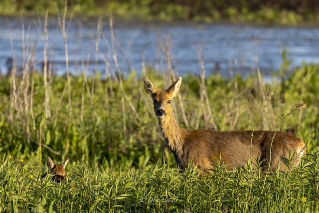Roe deer with fawn | Ree met reekalf | Reh mit Kitz, (Capreolus capreolus)