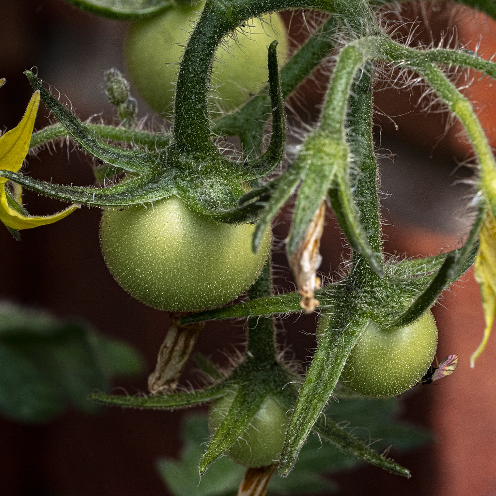 first tomatoes