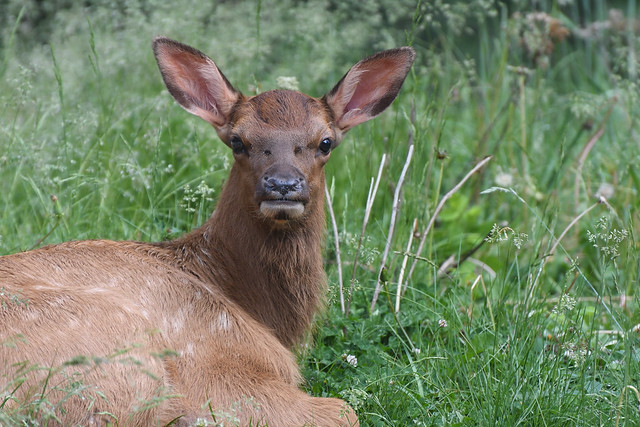 Inquisitive Elk Calf