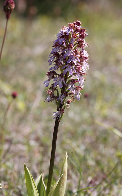 Stor gøgeurt (Lady Orchid / Orchis purpurea)