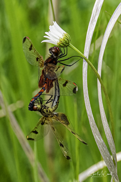 Calico pennant dragonflies 1