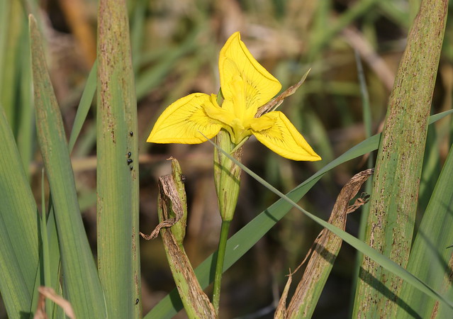 Gul iris (Yellow Iris / Iris pseudacorus)