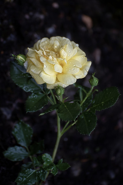 Allgold rose in my garden, Norway