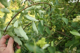 2023-06-18 Pale Dogwood leaves