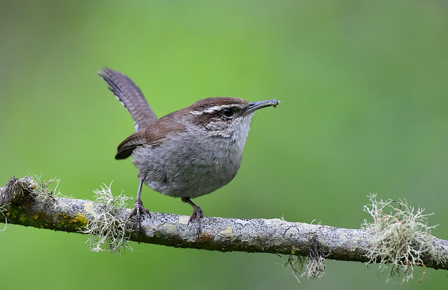 Bewick's Wren with lunch