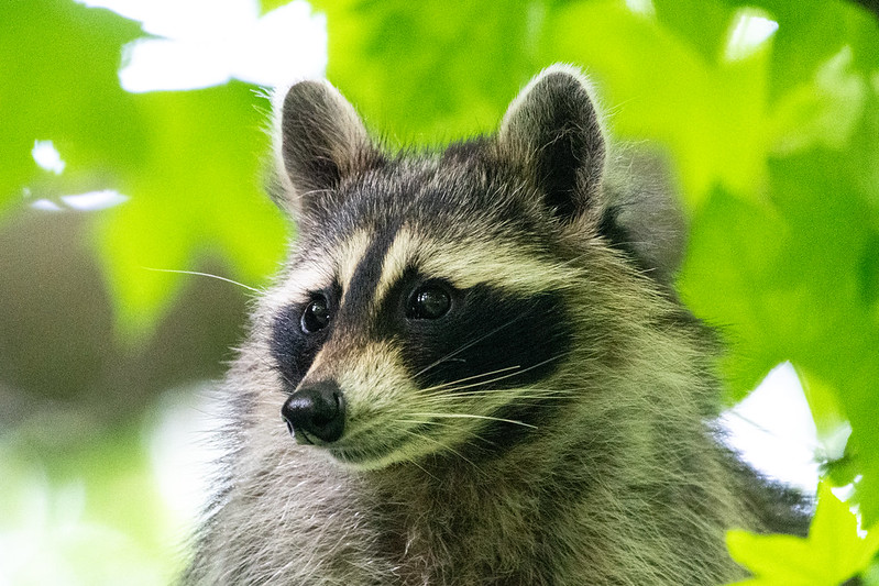 raccoon-1887