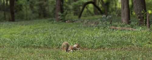 Squirrel at edge of forest