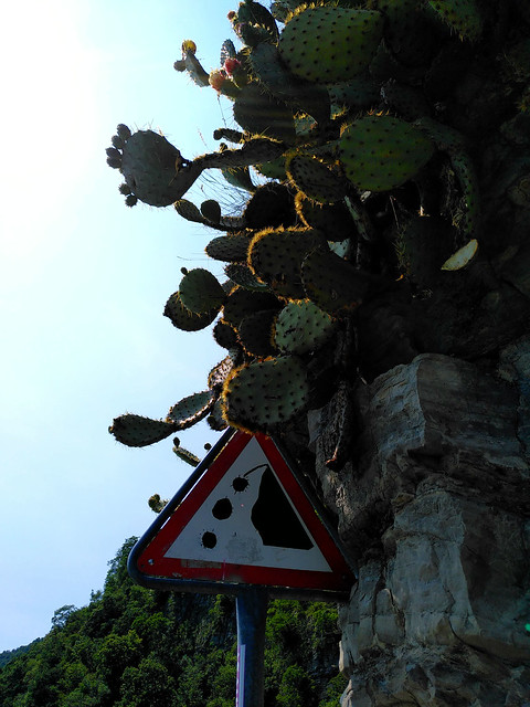 Caduta cactus