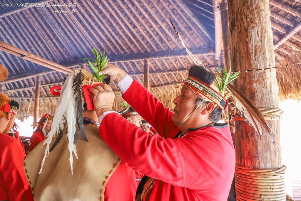 金草蘭是鄒人憑藉得到神的祝福的重要植物，但因高溫變得難尋。圖片來源：鄒族攝影師Pasuya Noacahiyana（莊信然）攝，綠色和平提供