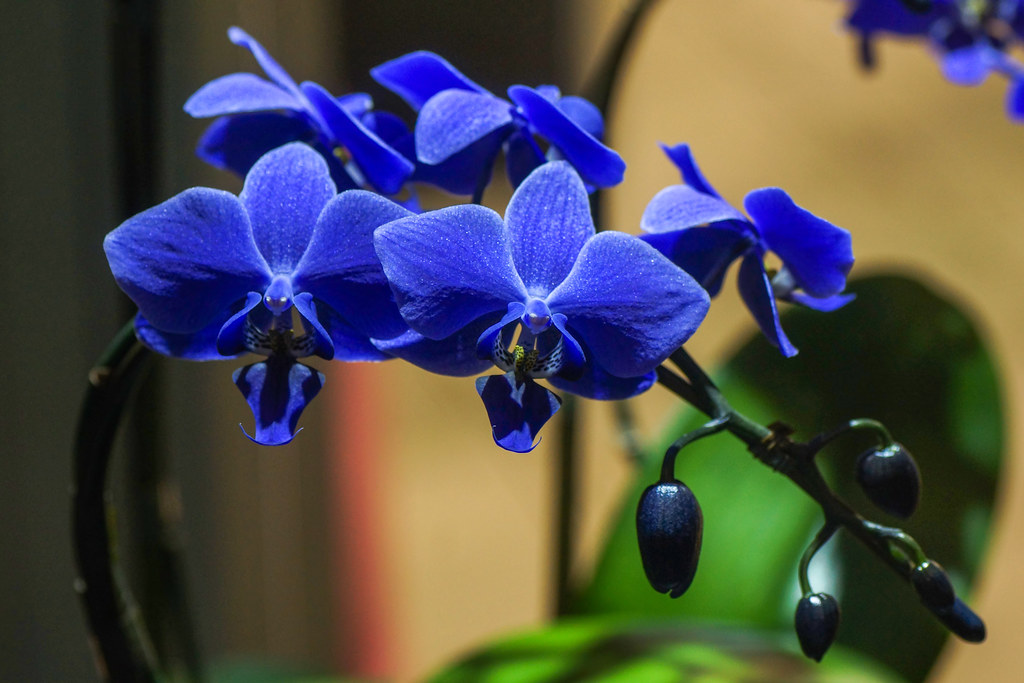 Phalaenopsis Wedding promenade ' Genetically-modified blue '  青いコチョウラン