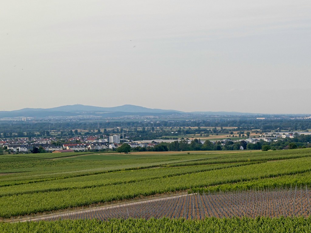 Ausblick zum Taunus über die Weinberge von der Dachterrasse des Weinguts Gottwald