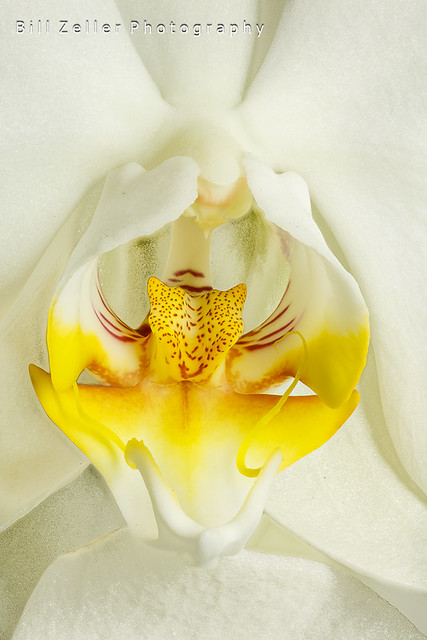 The Inner Life of an Orchid