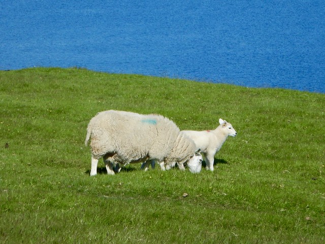Ewe & Lamb On Oronsay a