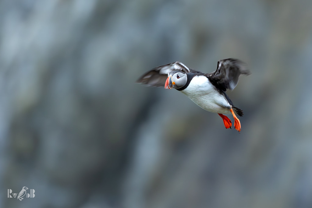Life never gets boring with a puffin around 💚  (Shetland 2023 )