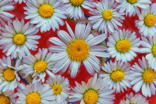 Not all daisies are the same