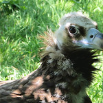 Monniksgier/Cinereous vulture (Explore 20-06-2023 # 429)