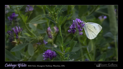 Cabbage-white Butterfly