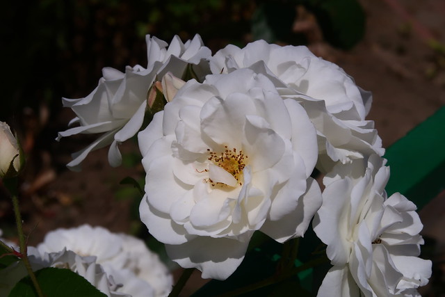 trandafiri_roses (70)