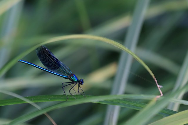 Prachtlibelle - Dragonfly