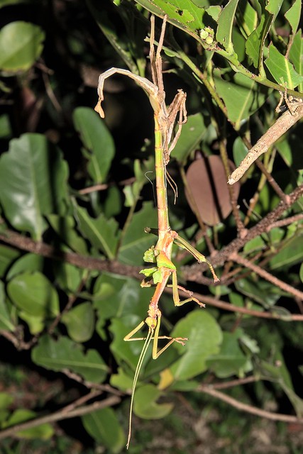 Diapherodes angulata mâle. Dernière mue