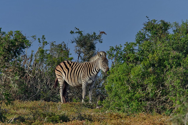 Бурчеллова зебра, Equus quagga burchellii, Burchell’s Zebra