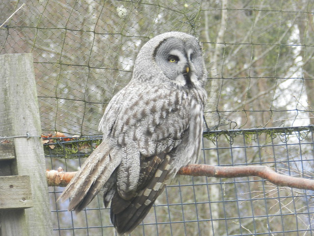 Great Grey Owl, Highland Wildlife Park, Kincraig, Apr 2023