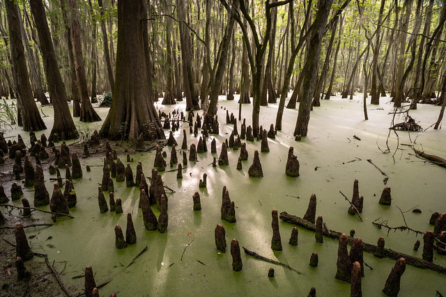 Cypress knees in Phinizy Swamp