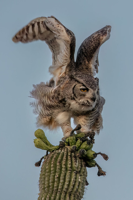 Great Horned Owl Launch