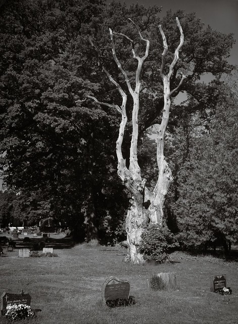 Spirit tree - paper negative