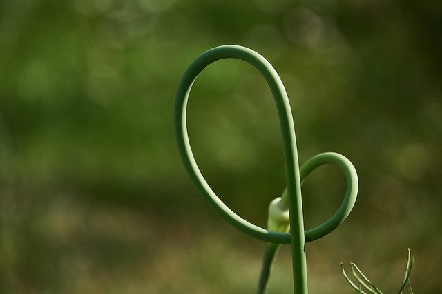 green heart with green bokeh
