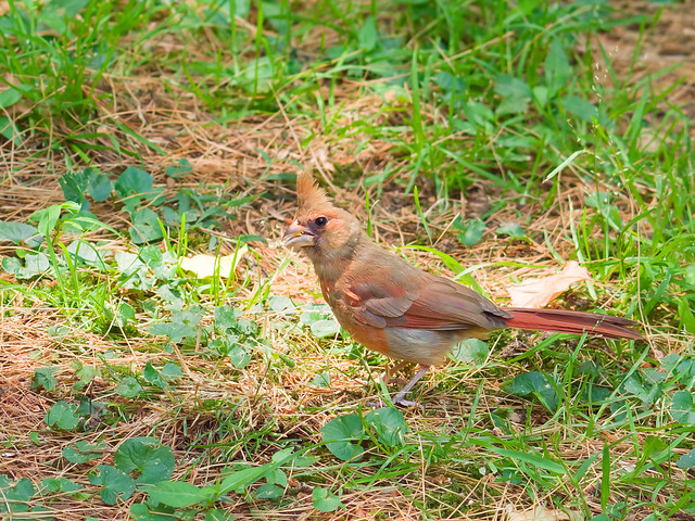Juvenile Northern Cardinal (Cardinalis cardinalis)