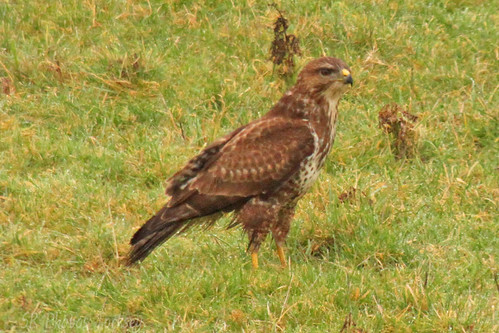 Local Wildlife | by SR Photos Torksey