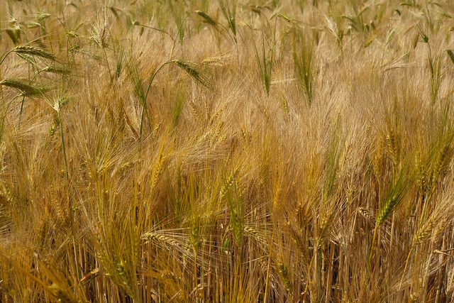 Ripening Barley
