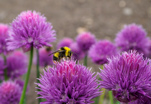 Bee on chives
