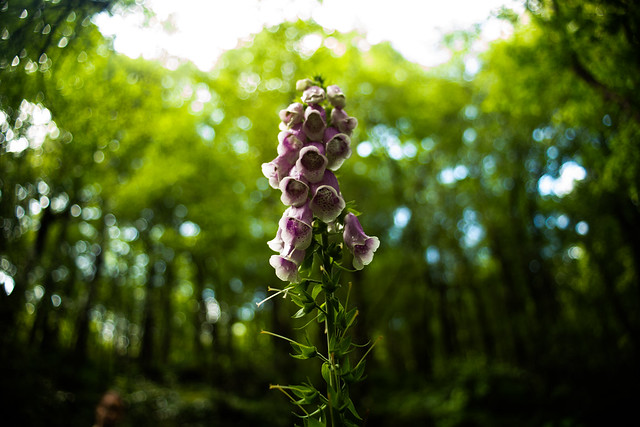 Foxglove of the forest (Explored)