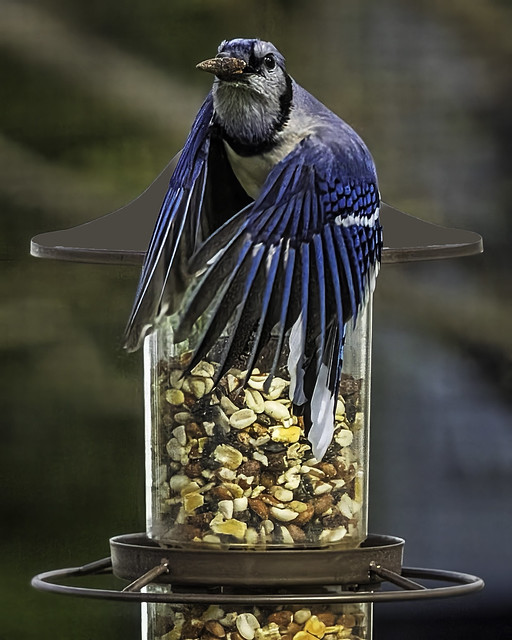 Blue Jay on Top of a Bird Feeder