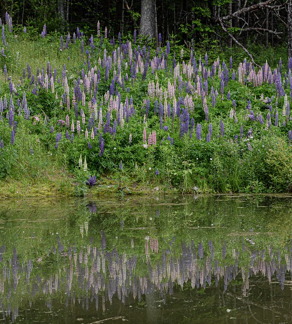 Reflecting Lupines