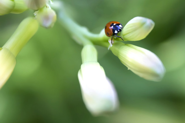 Hétpettyes katicabogár/Seven-spot ladybird