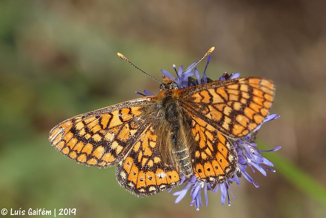 Euphydryas aurinia (Rottemburg, 1775)