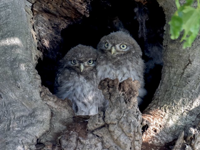 Juvenile little owls