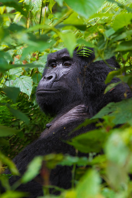 Gorillas are our friends. #Bwindi