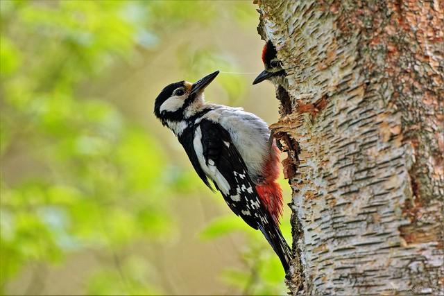 Buntspecht - Woodpecker (Dendrocopos major)
