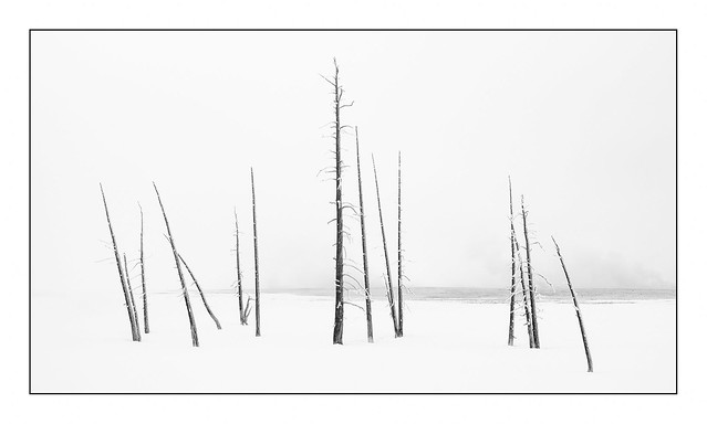 Yellowstone NP Dead Trees VI