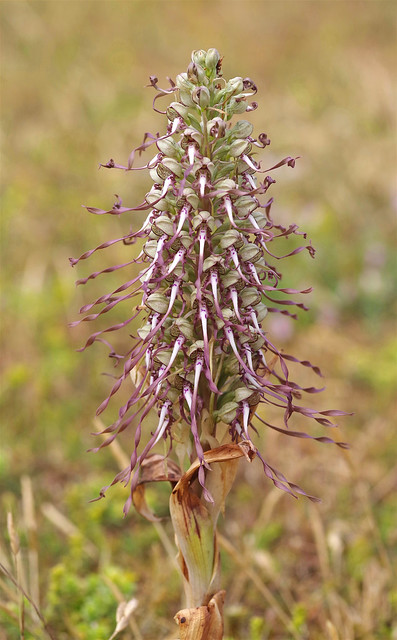 Small but perfectly formed! Kent's Lizard Orchids