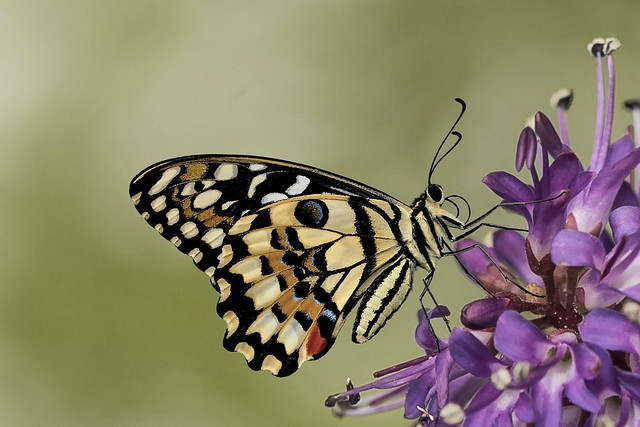 Papilio demoleus - the Lime Butterfly   ผีเสื้อหนอนมะนาว