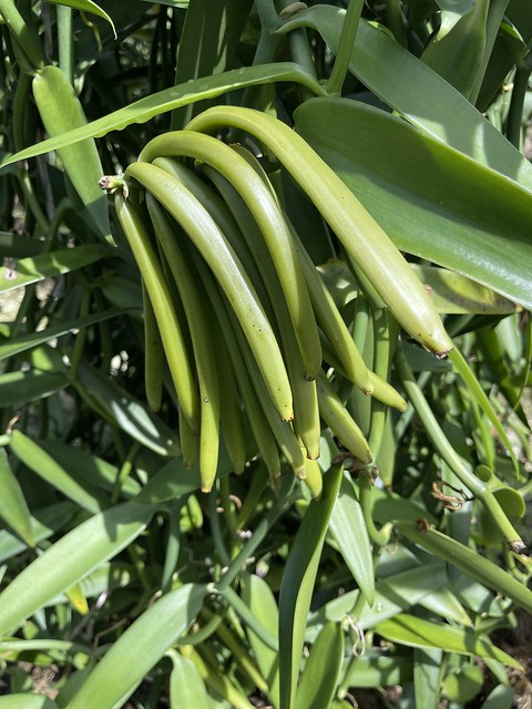 Vanilla beans, Huahine, French Polynesia