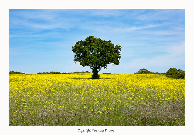 A lone tree stands in a field of Rapeseed,-Brassica napus. Norfolk, England, Uk