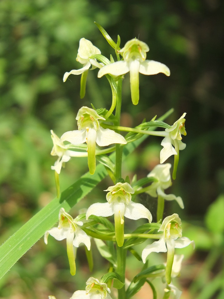 Die Grünliche Waldhyazinthe (Platanthera chlorantha) die örtlich auch Berg-Waldhyazinthe genannt wird, ist eine auch in NRW vorkommende Orchidee.