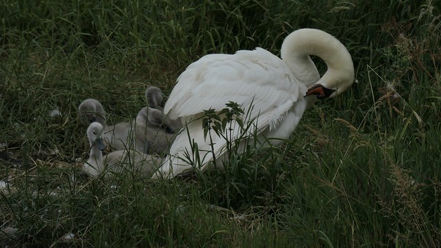 Swan family, Heerenveen Fryslan