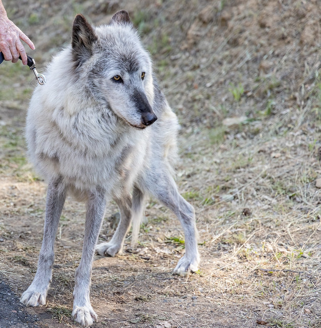 Walking With A Wolf